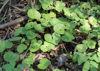 Gewöhnliche Haselwurz (Asarum europaeum) - © Philipp Sengl